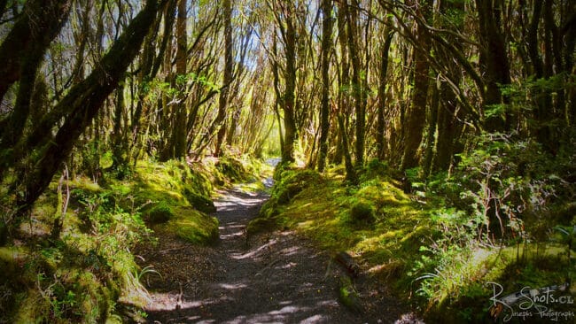 Reserva Nacional Llanquihue