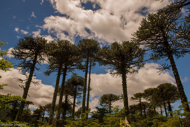 Sendero Autoguiado Las Araucarias