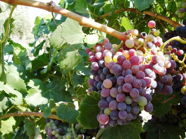 Viña Corcoran Gallery