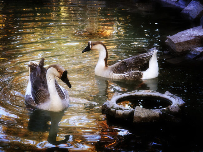 Buin Zoo