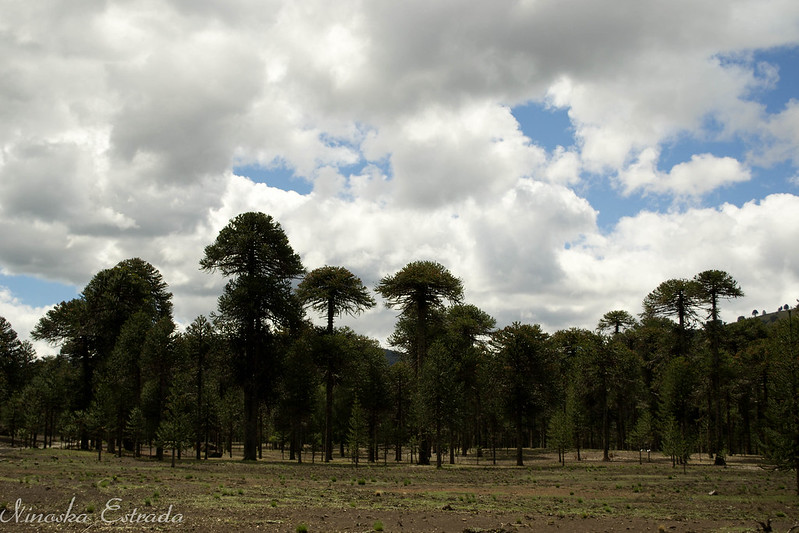Ralco La Reserva Nacional Ralco: Un Viaje al Corazón Ancestral y Salvaje del ...