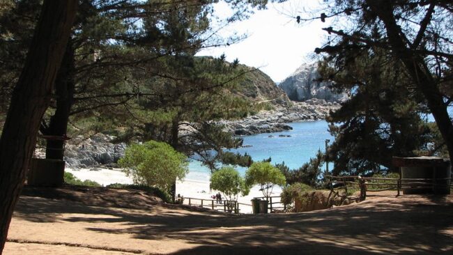 Canelo-Canelillo: el rincón de Algarrobo donde el bosque se encuentra con el mar