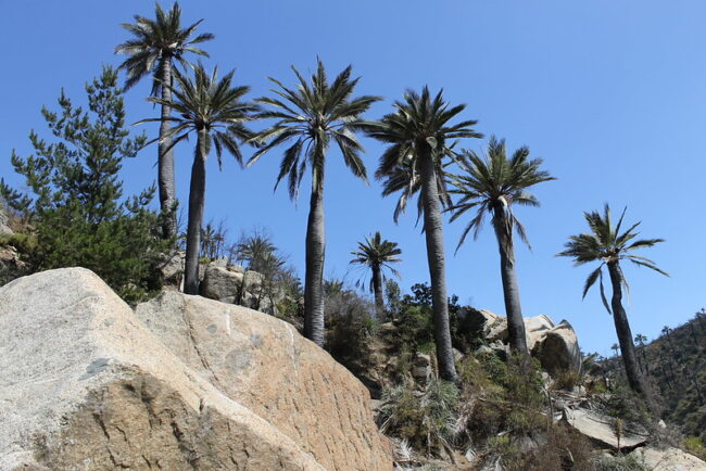 Palmar El Salto